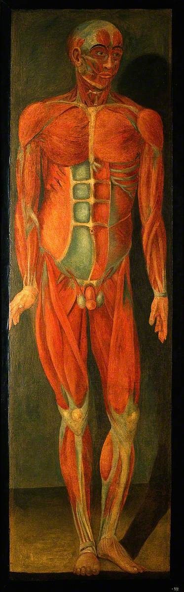 Old colour print of a standing figure without skin